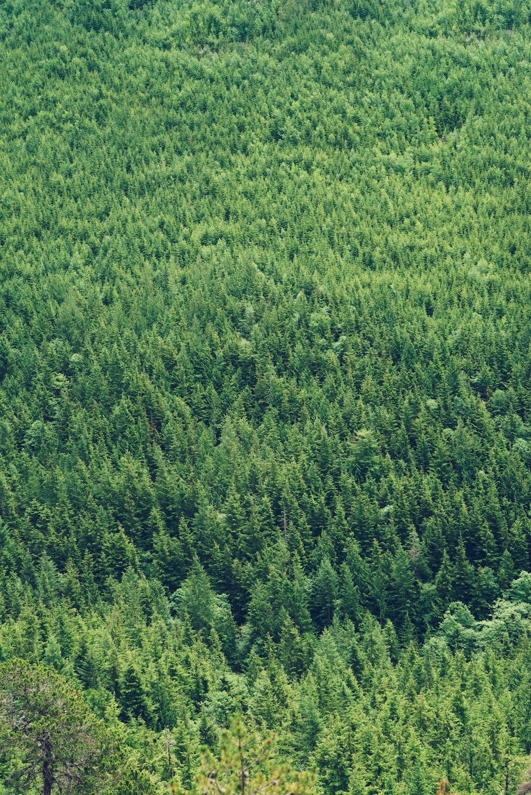 Tropical and subtropical coniferous forests photo spot Stawamus Chief Canada