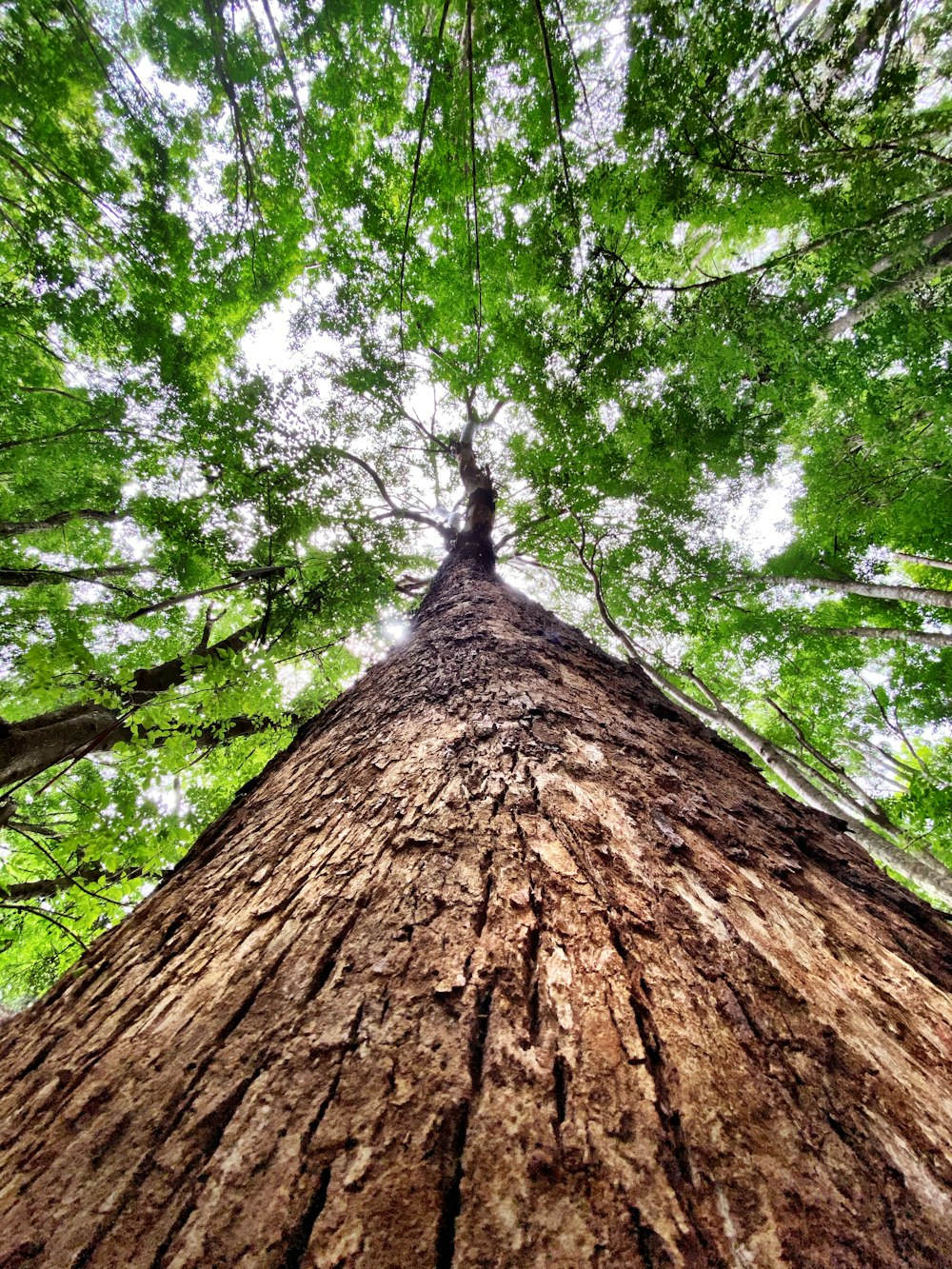 looking up at a tall tree in a forest