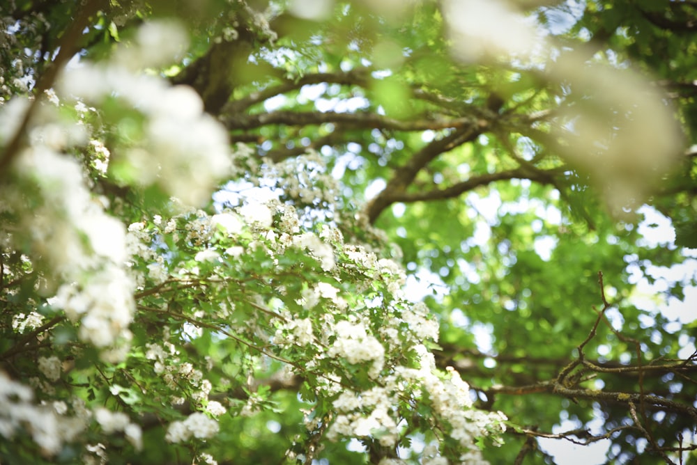 white cherry blossom in close up photography