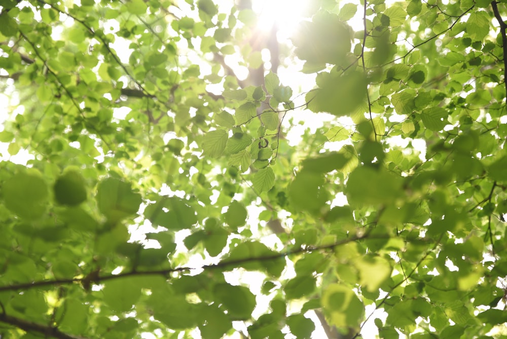 green leaves during day time