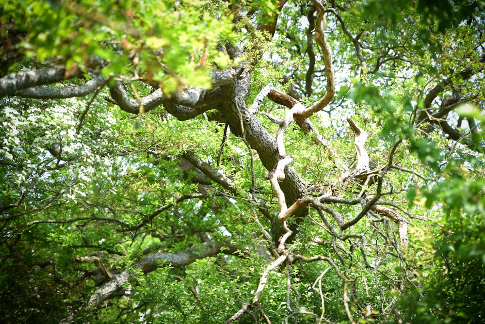 green tree with brown leaves