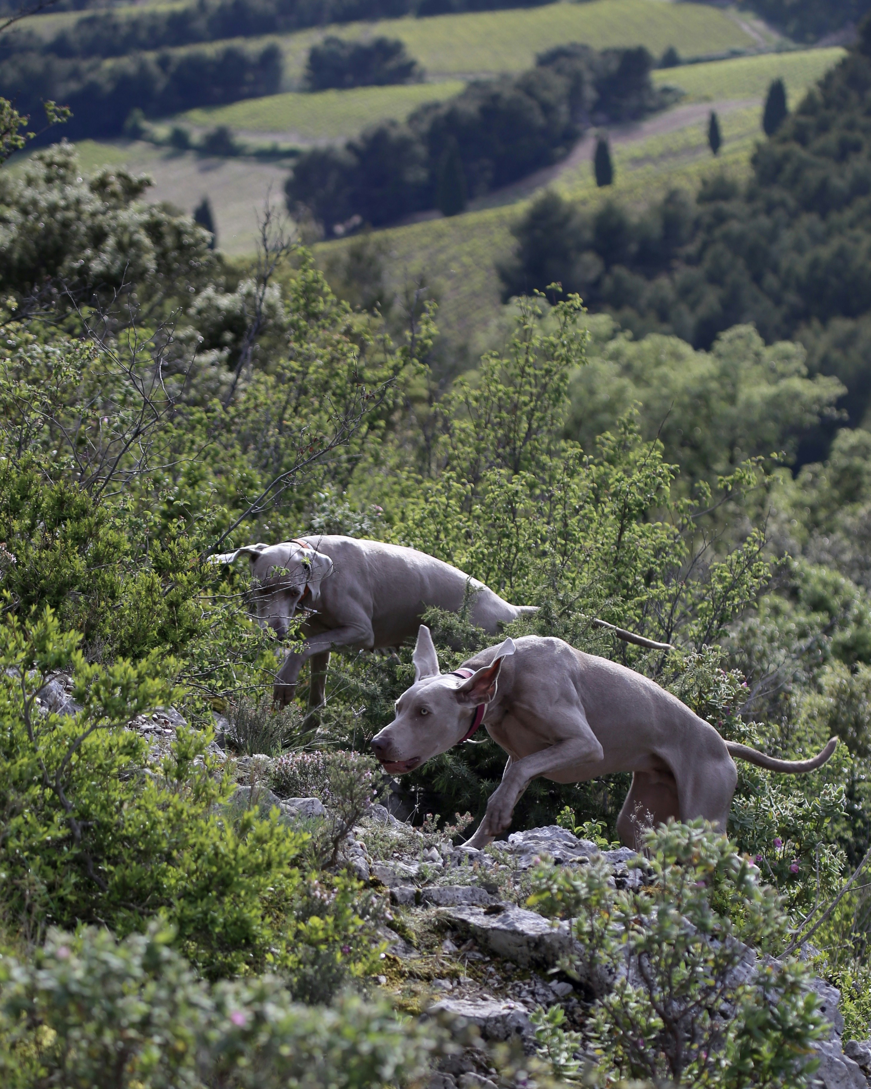 2 chiens blancs à poil court sur un champ d’herbe verte pendant la journée