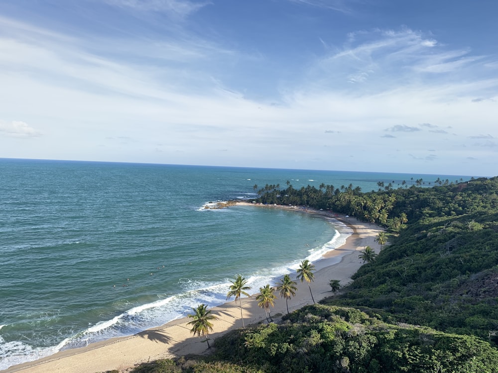 green trees near sea under blue sky during daytime