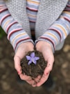 hands holding soil and a purple flower representing reconnection with life and purpose