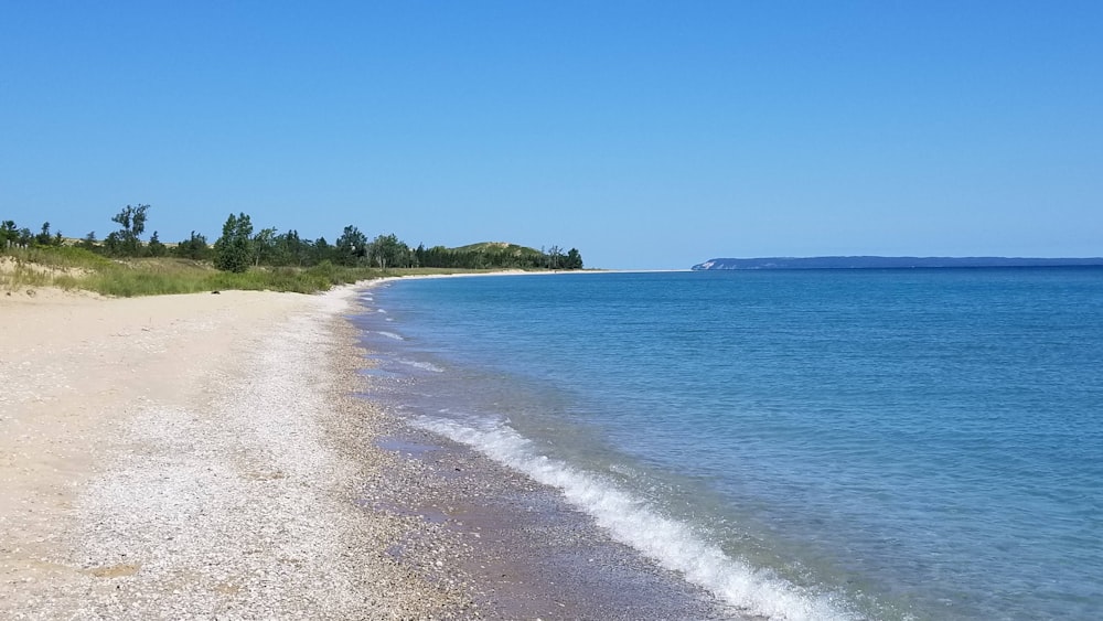 green trees near sea during daytime