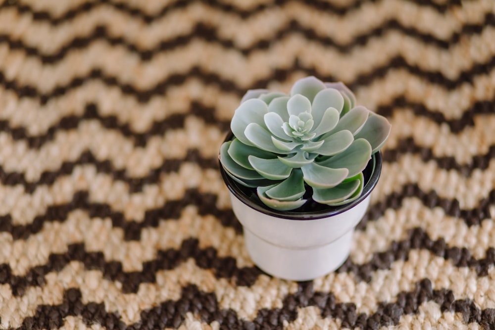 green plant on white ceramic pot