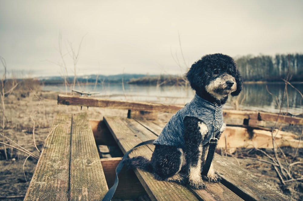black and white poodle sitting on brown wooden bench during daytime