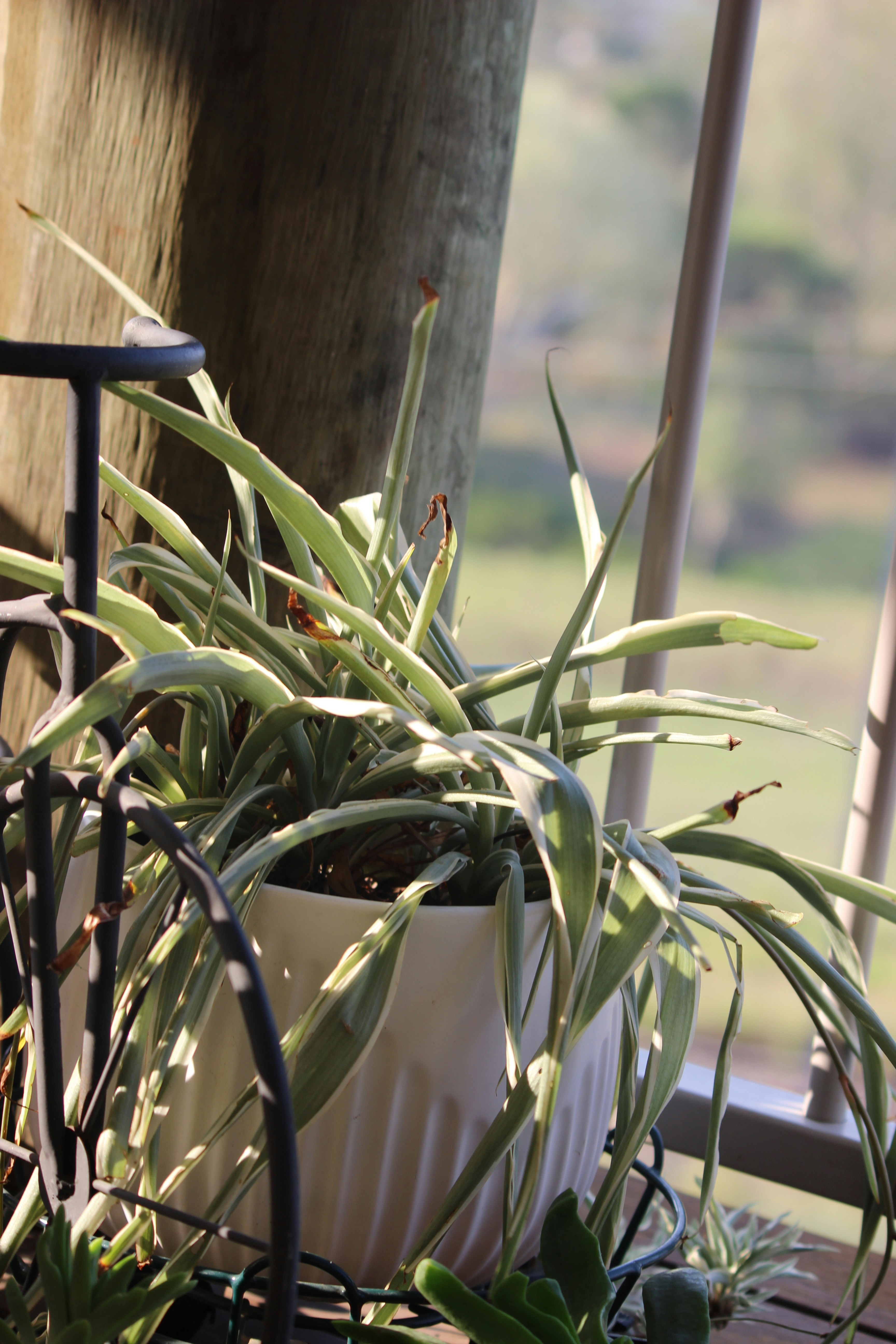 Tall Wooden Plant Stand