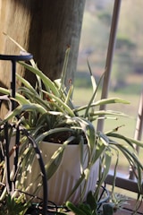 A potted plant with long, arching green leaves placed on a metal plant stand next to a wooden post. Sunlight filters through a nearby window, casting soft shadows on the plant and wall. The background features a blurred view of the outdoors, indicating a natural setting.
