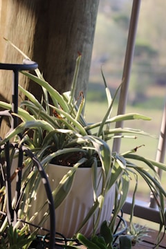 A potted plant with long, arching green leaves placed on a metal plant stand next to a wooden post. Sunlight filters through a nearby window, casting soft shadows on the plant and wall. The background features a blurred view of the outdoors, indicating a natural setting.