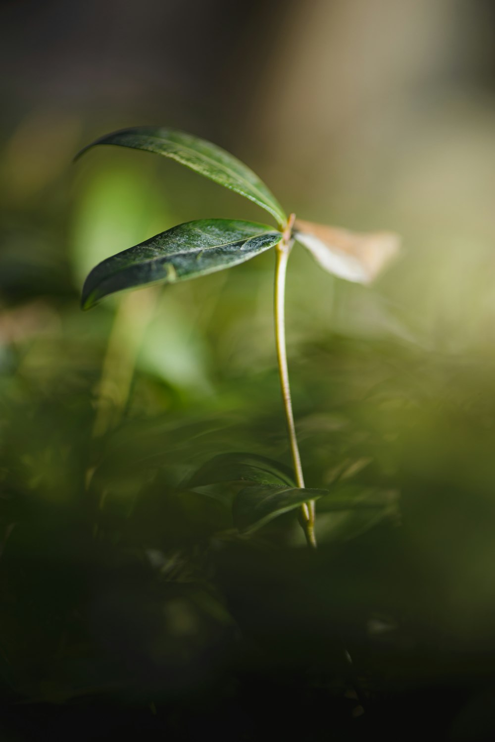 green and white flower bud