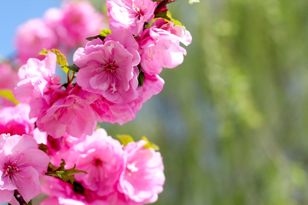 pink flowers in tilt shift lens