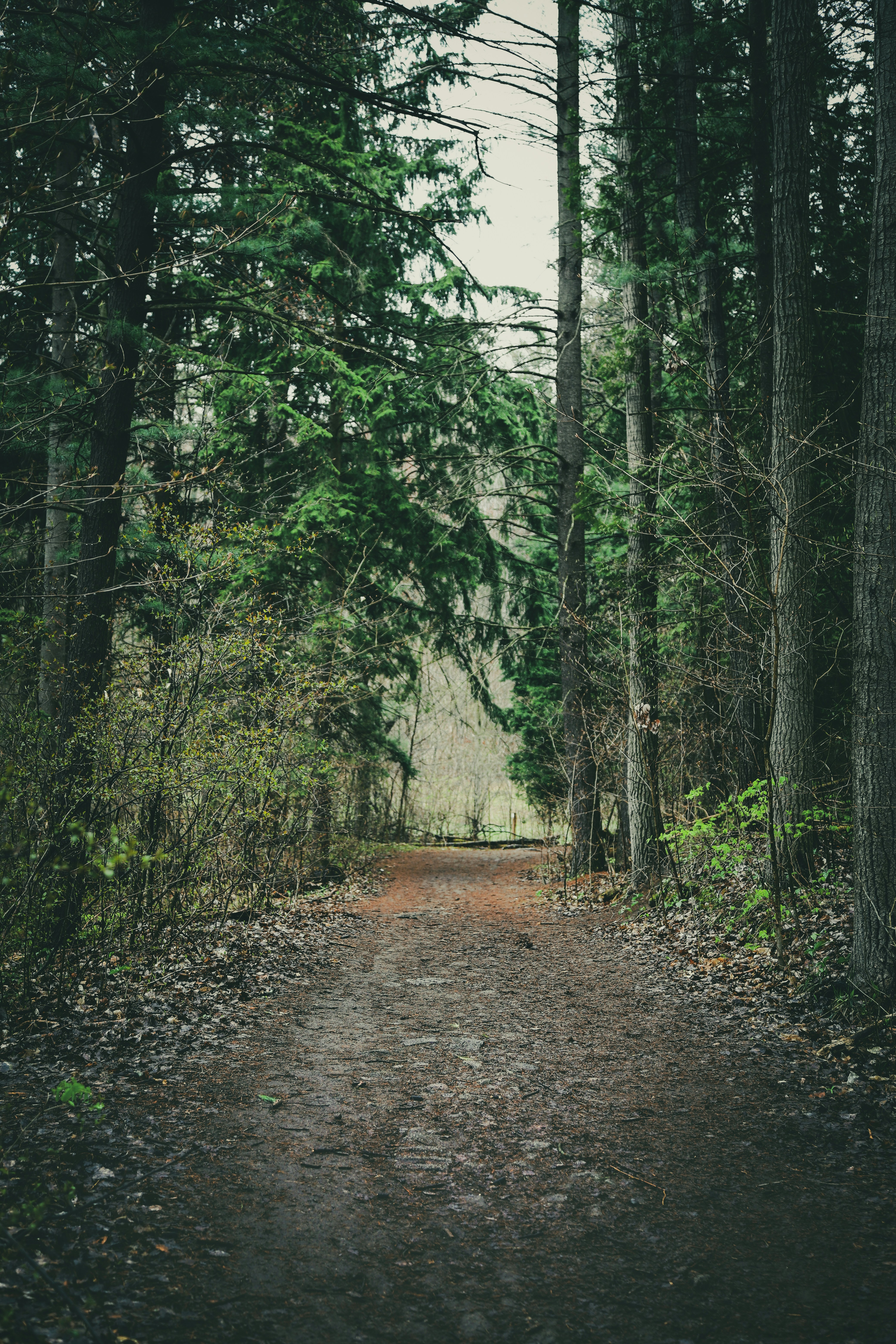 green trees on forest during daytime