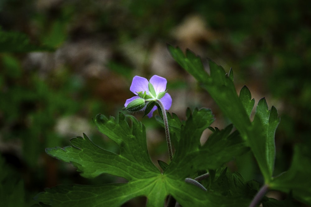 purple and white flower in tilt shift lens