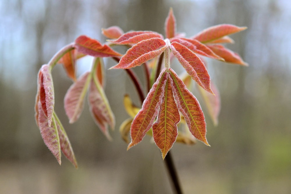 red and green leaves in tilt shift lens