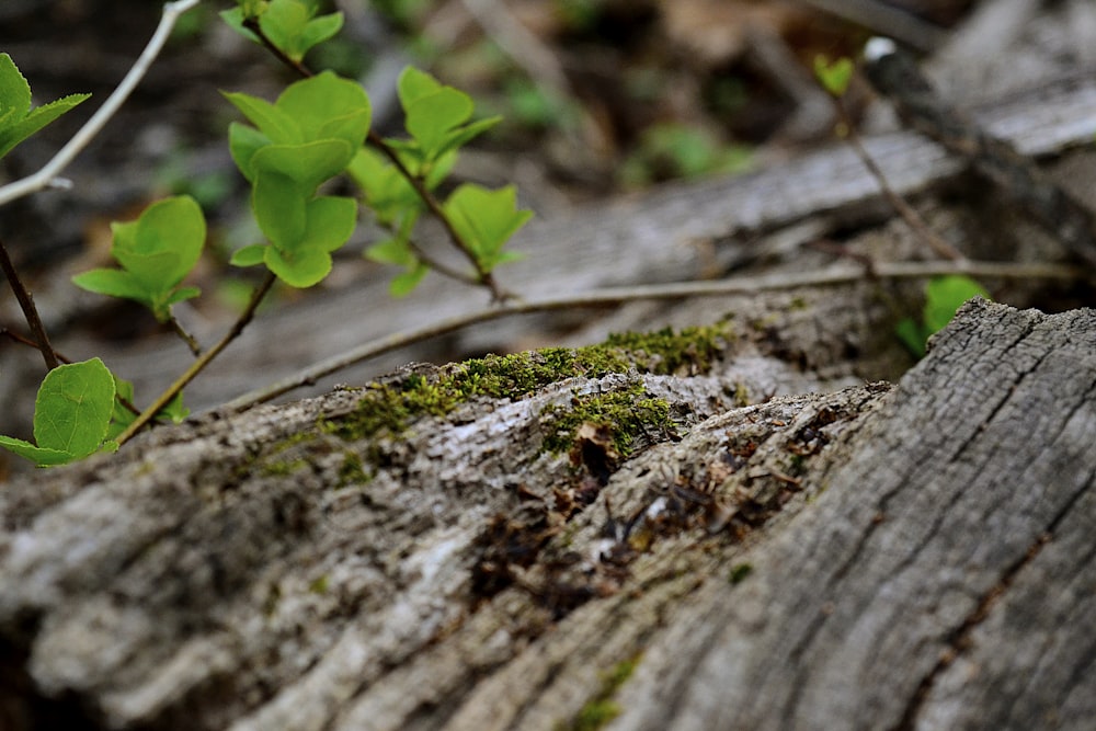 green plant on brown tree trunk