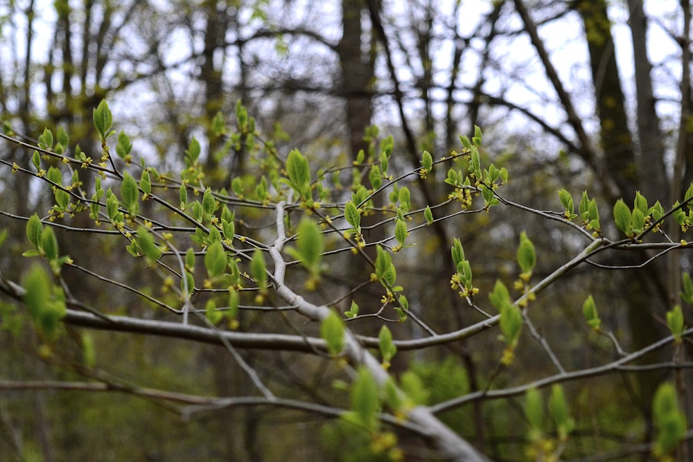 green leaf tree during daytime