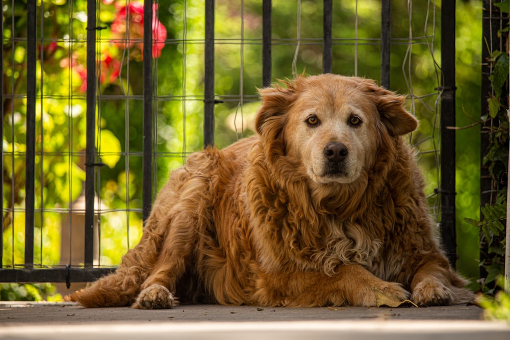 cachorro de golden retriever acostado en una mesa blanca