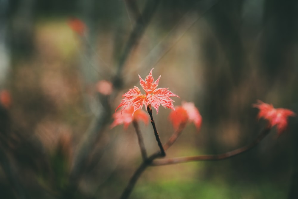 red flower in tilt shift lens