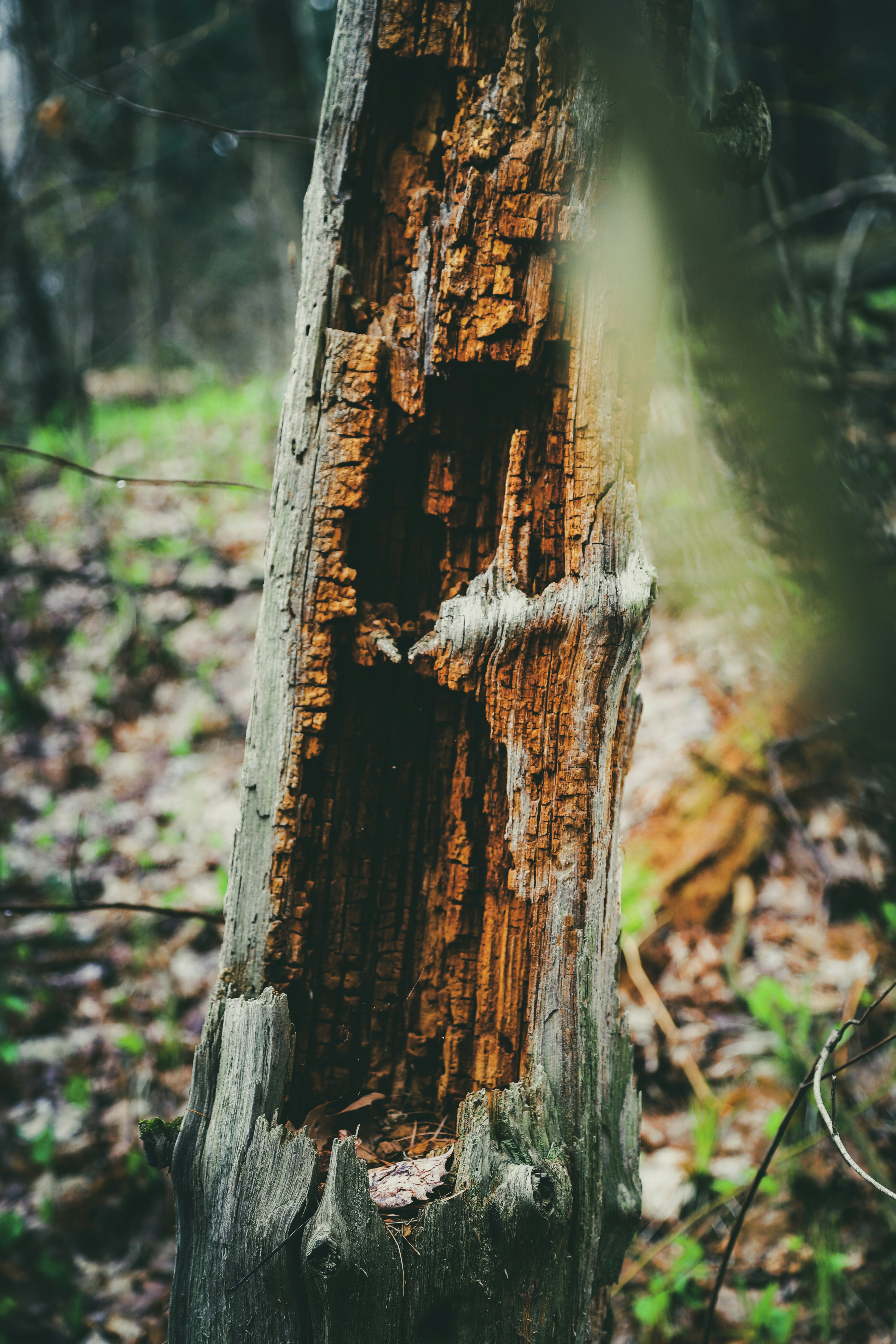 Levada Walk through lush green forests and waterfalls