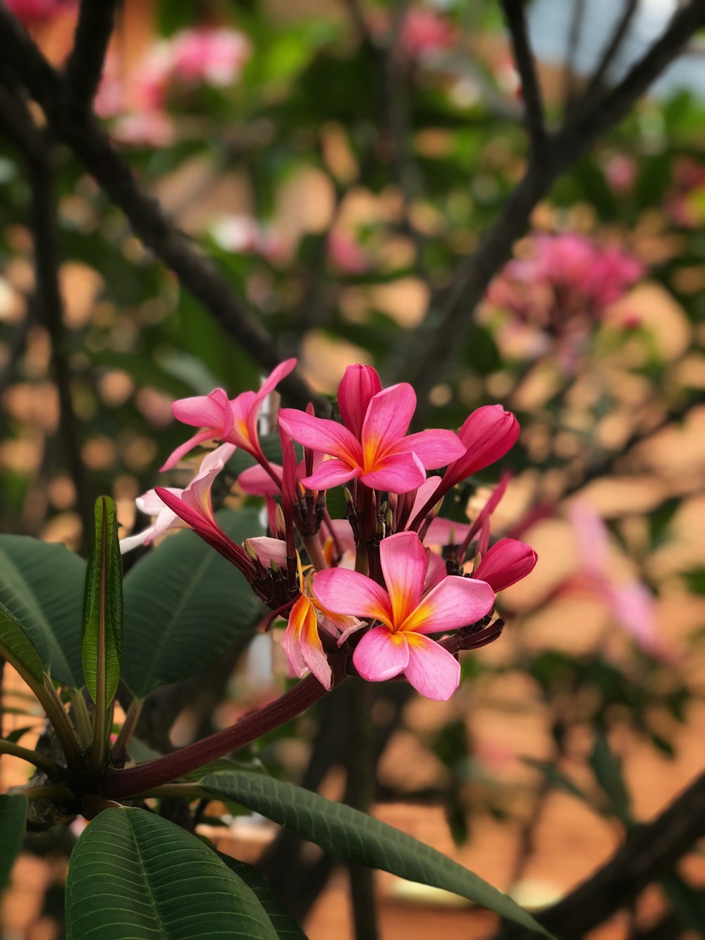 pink flower in tilt shift lens