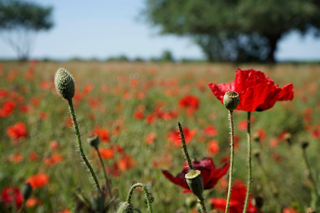 red flower in the field