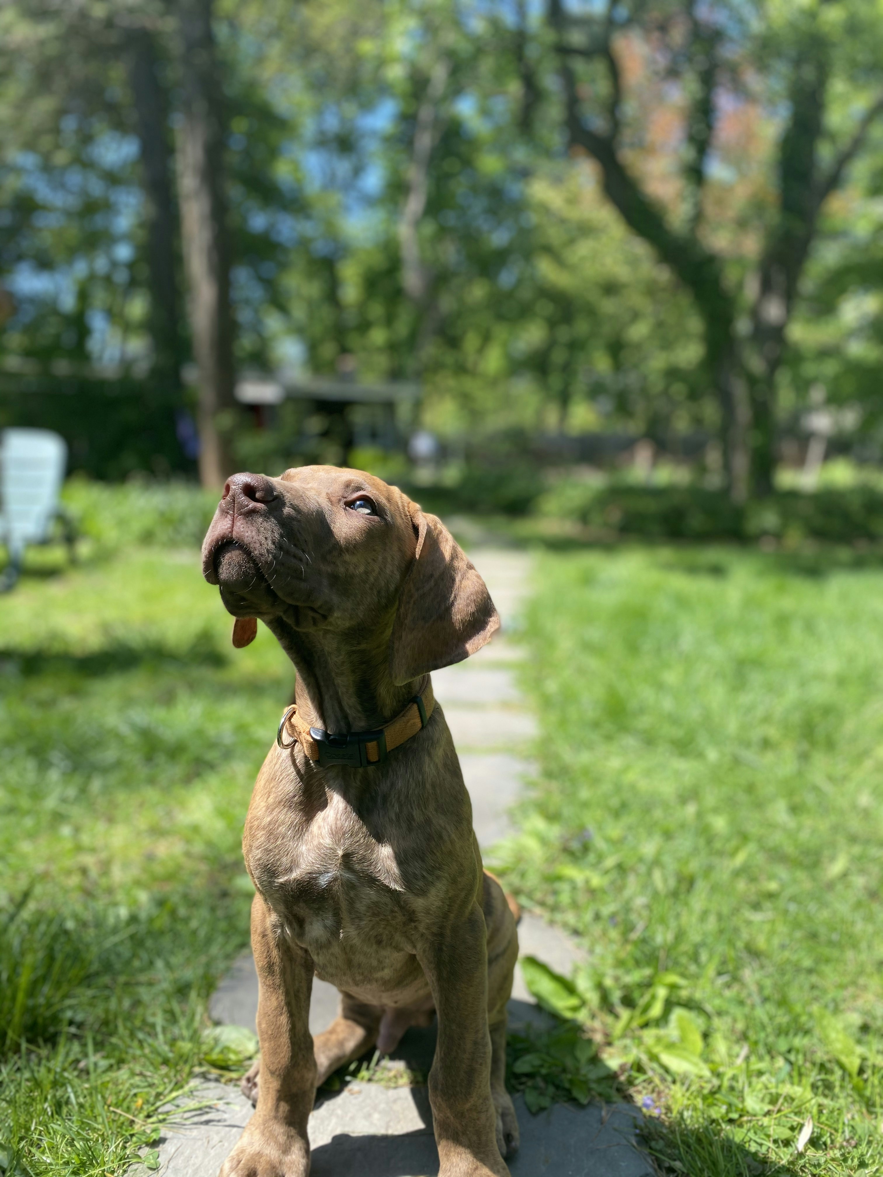 brown short coated dog on green grass field during daytime