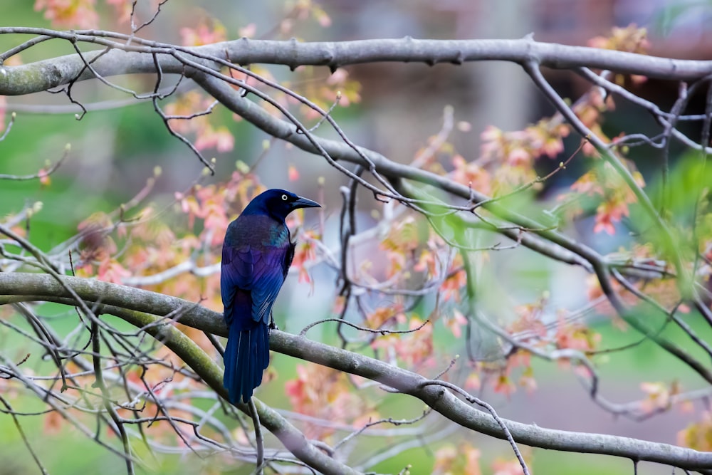 blue and black bird on brown tree branch during daytime