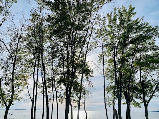 green trees on beach during daytime in North Bay Canada