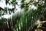 Close-up of lush palm fronds gently swaying, showcasing their rich green hues.