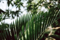 Close-up of lush green palms and exotic species thriving in natural sunlight.