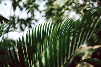 A close-up of a freshly printed Kerala lottery ticket held in a person's hand against a backdrop of lush green palm trees.