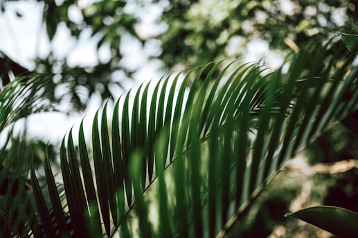A close-up of a freshly printed Kerala lottery ticket held in a person's hand against a backdrop of lush green palm trees.