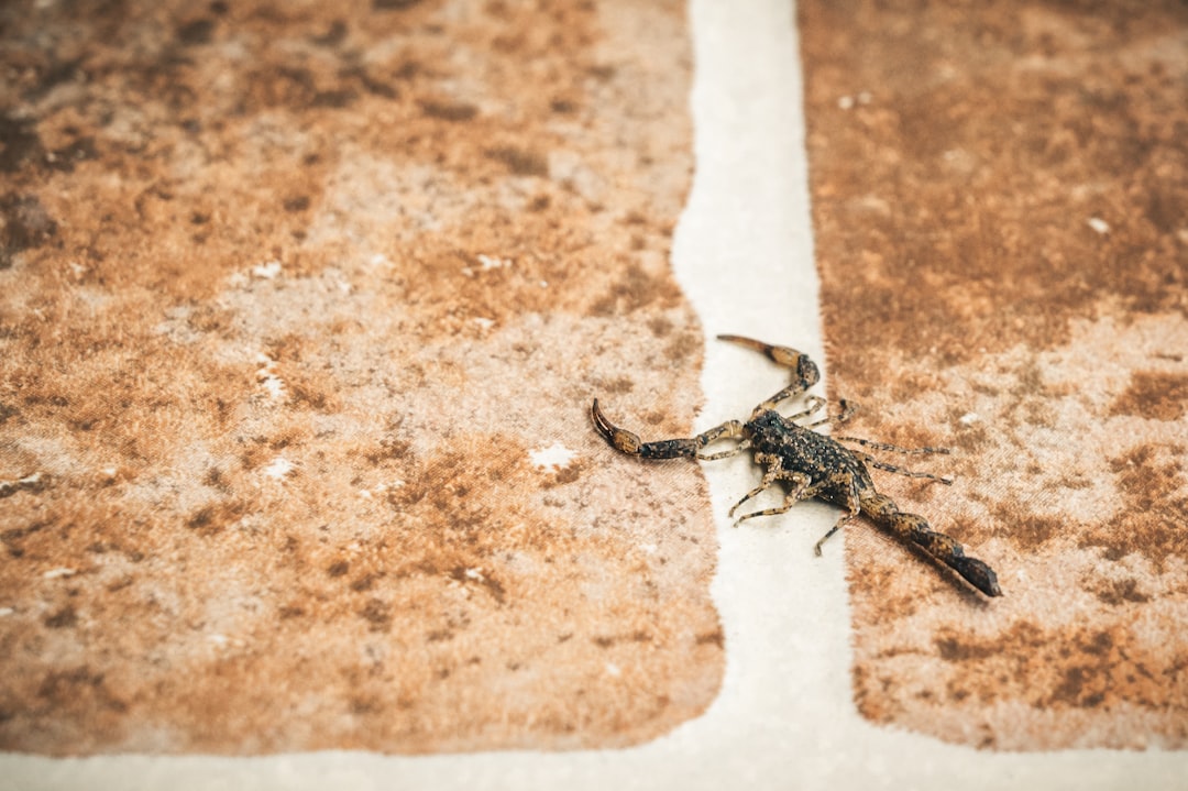 black spider on brown concrete surface