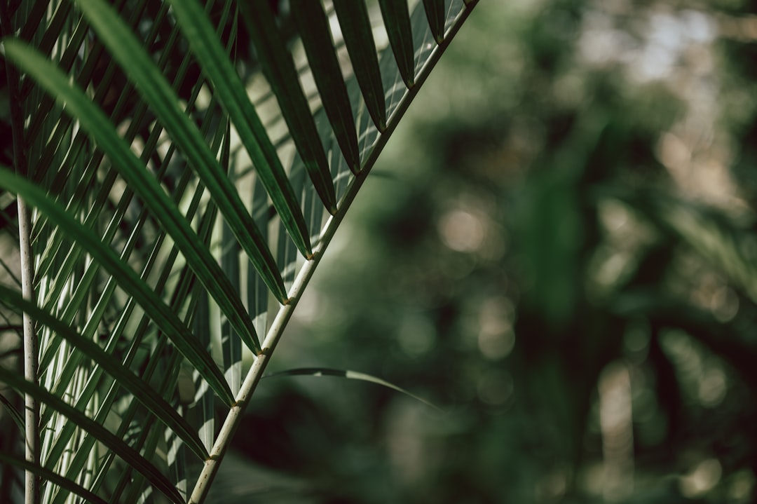 green leaf in close up photography