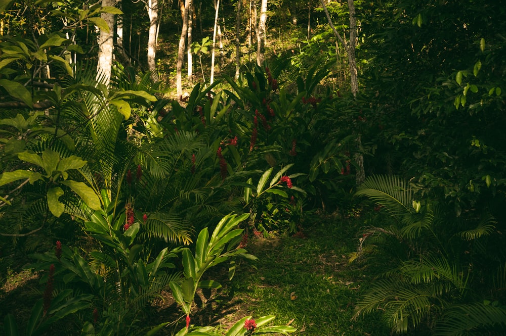 green plants and trees during daytime