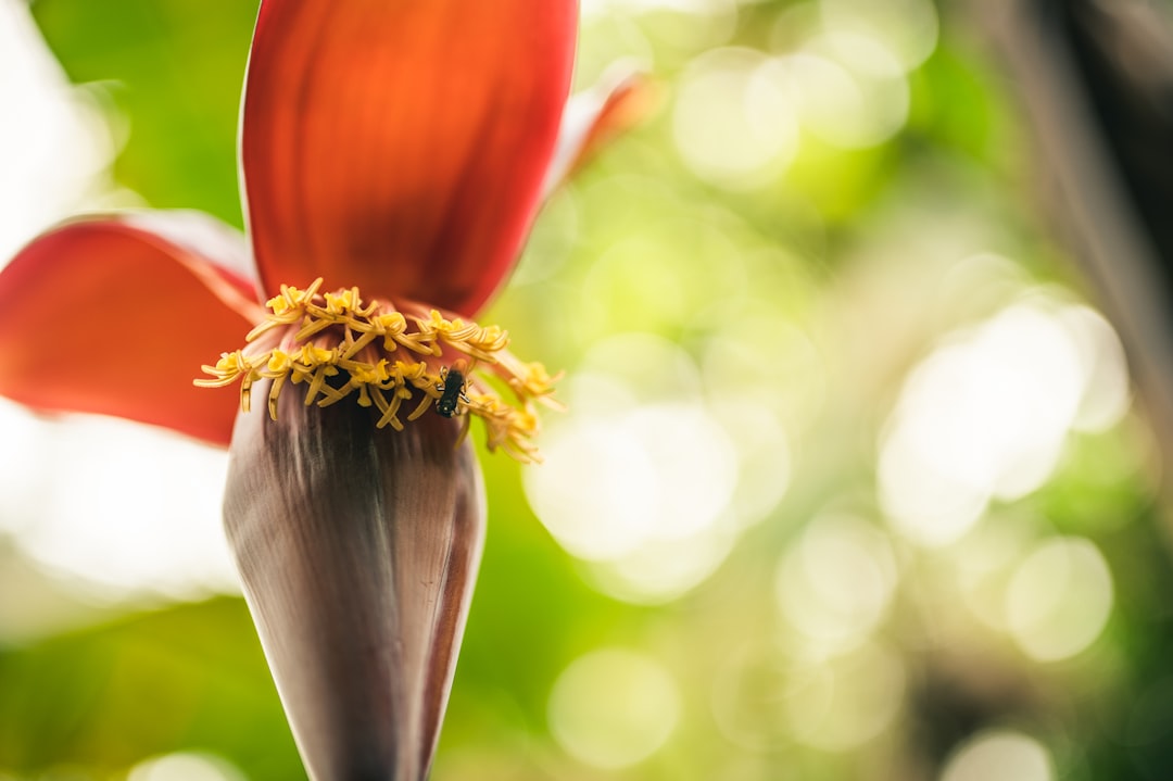 red and yellow flower bud in close up photography