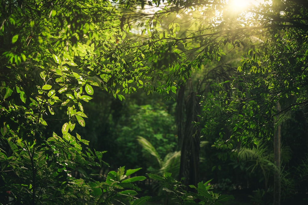 green leaves on forest during daytime