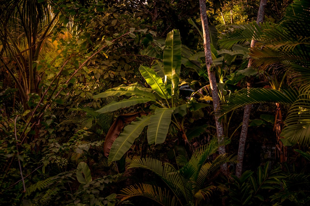 green banana tree during daytime