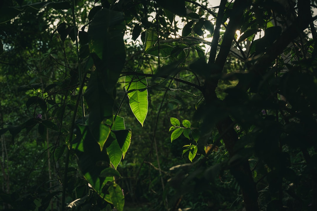 green leaves in tilt shift lens