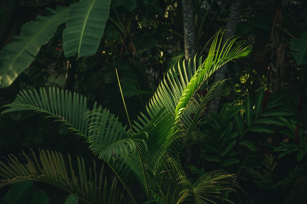 green banana tree during daytime