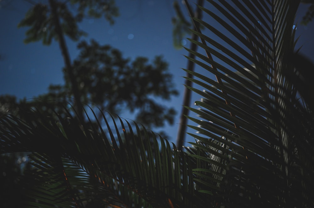 green palm tree during daytime