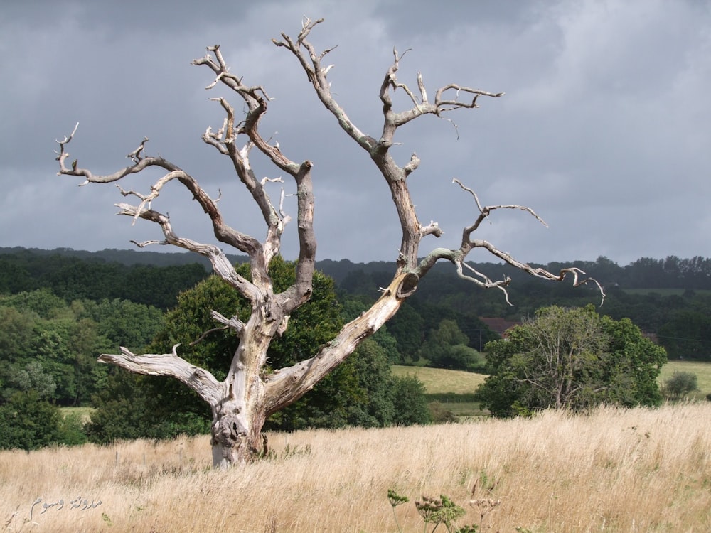 leafless tree on brown grass field during daytime