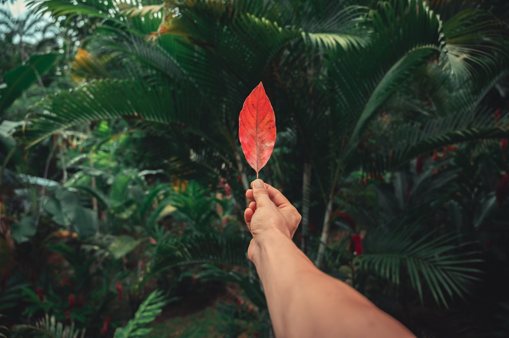 person holding brown and green leaf