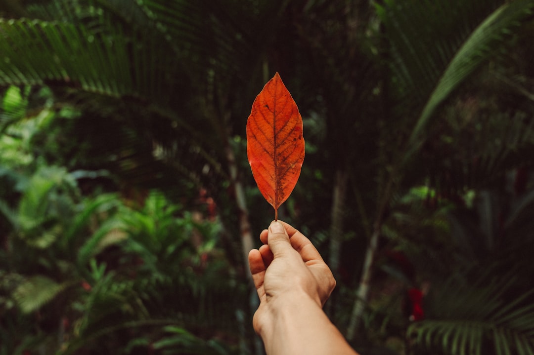 person holding brown and green leaf