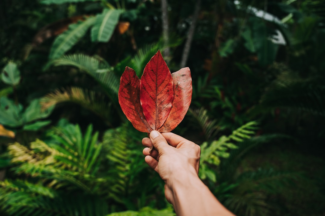 person holding red and brown leaf