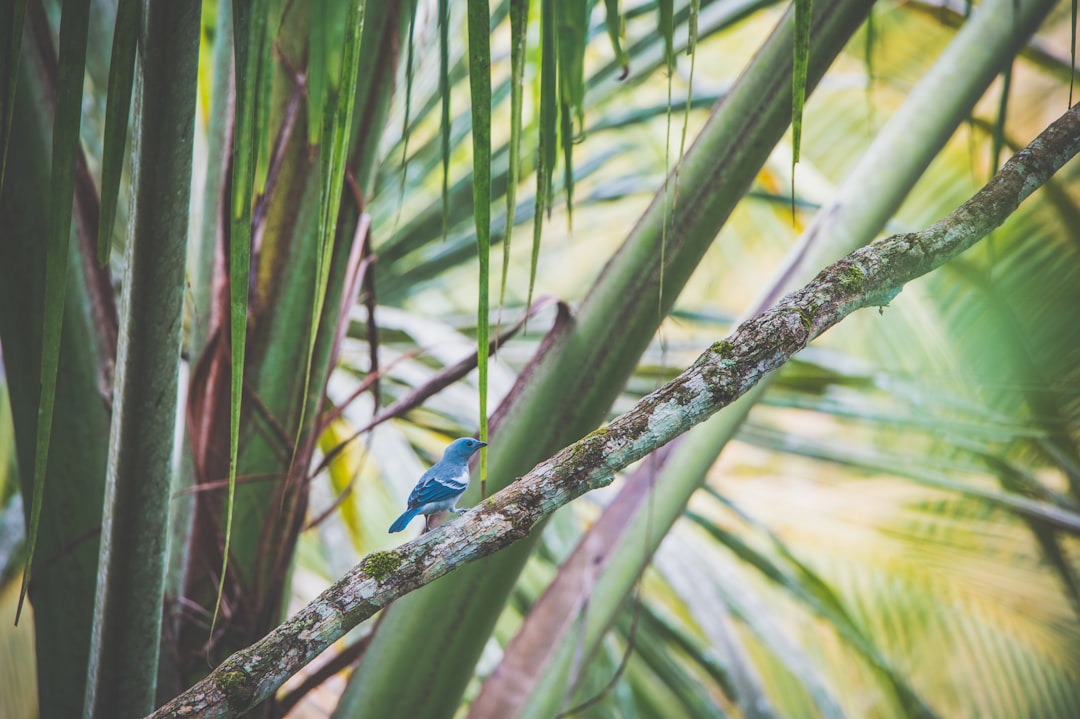 blue bird on green tree branch during daytime