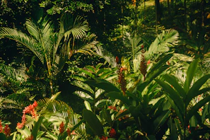 Lush green Amazonian plants including ayahuasca vines and chacruna leaves