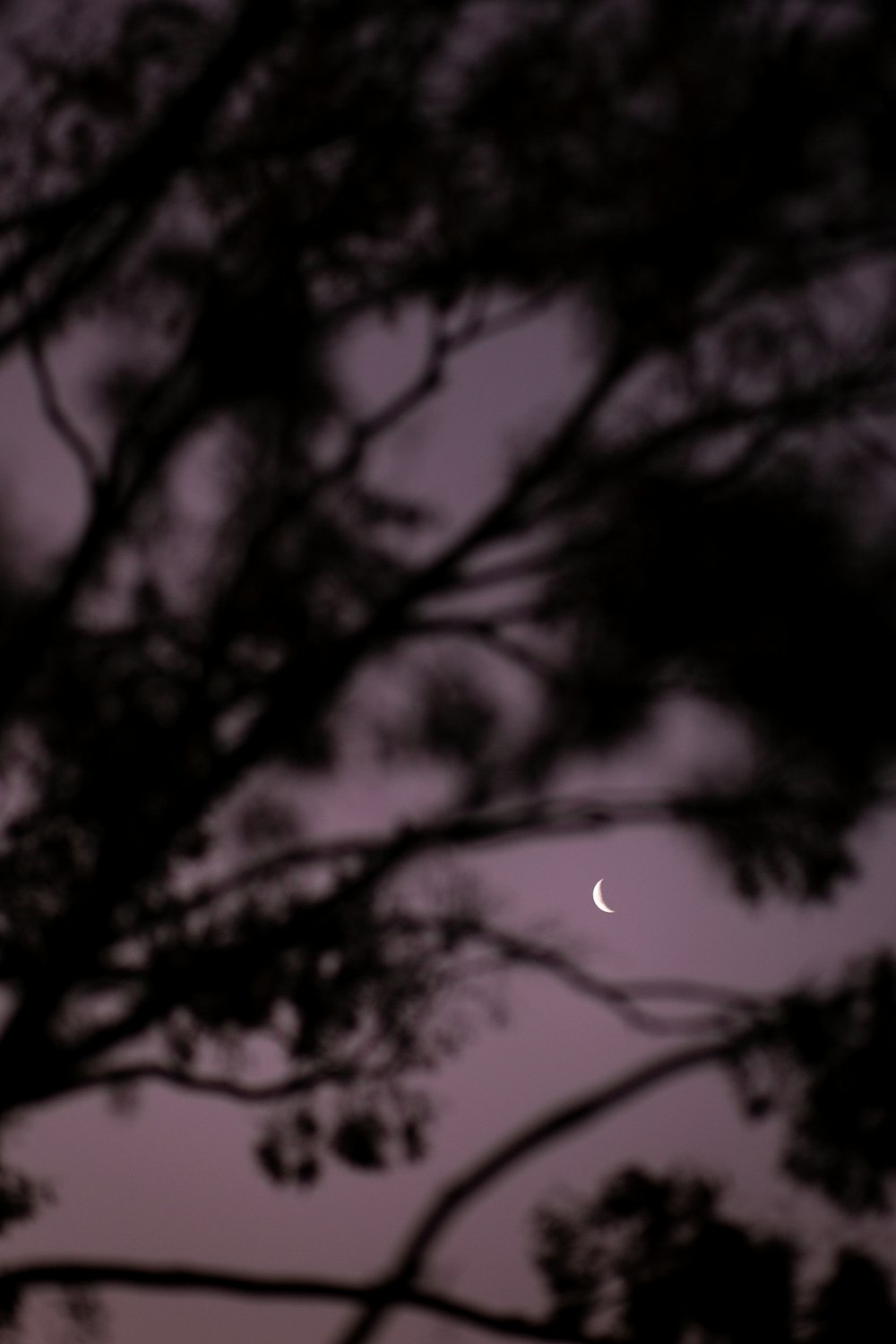 black and purple sky with stars