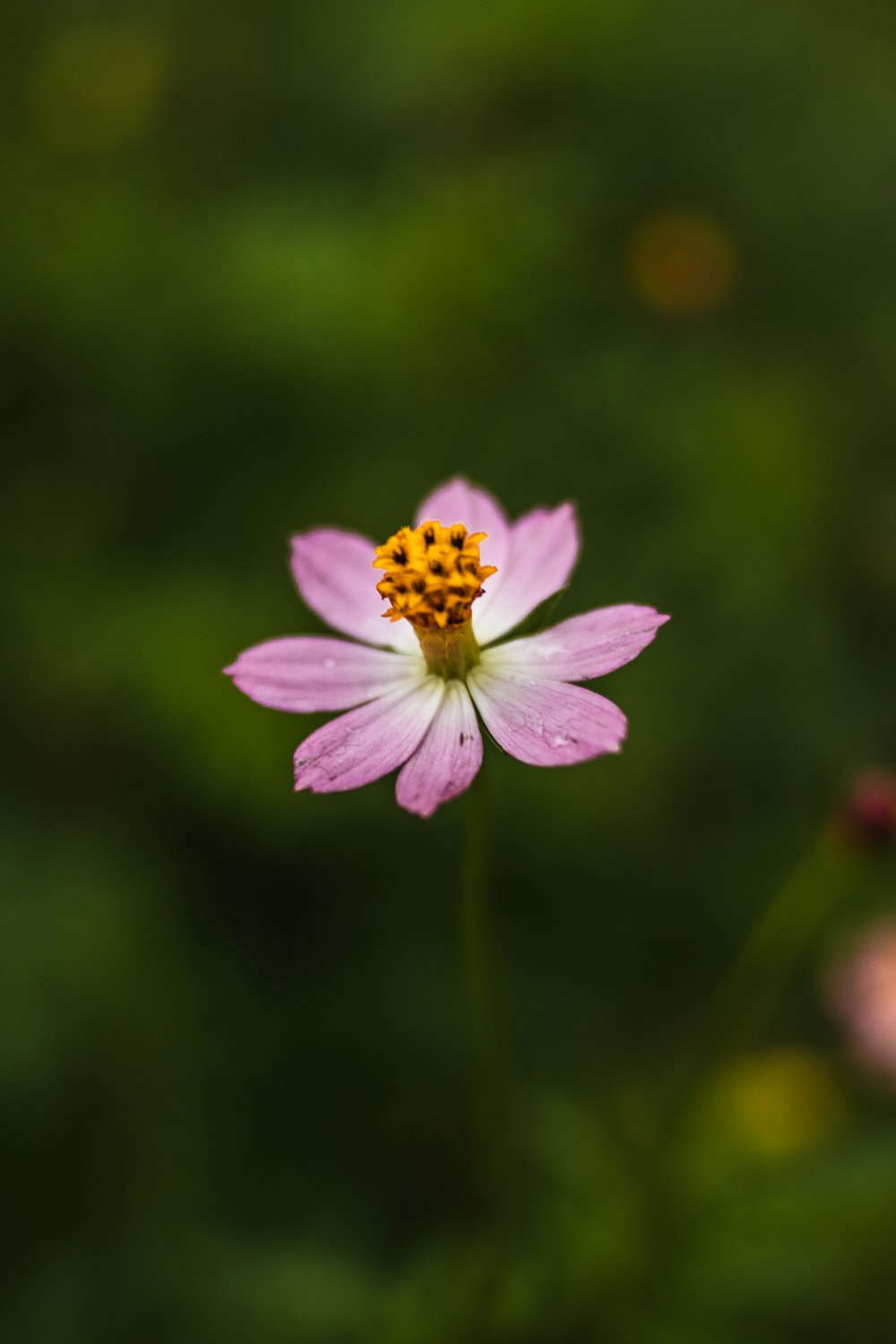 purple and yellow flower in tilt shift lens